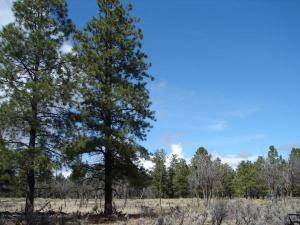 Property Photo:  0 135 Acres - Berry Ranch  AZ 86023 