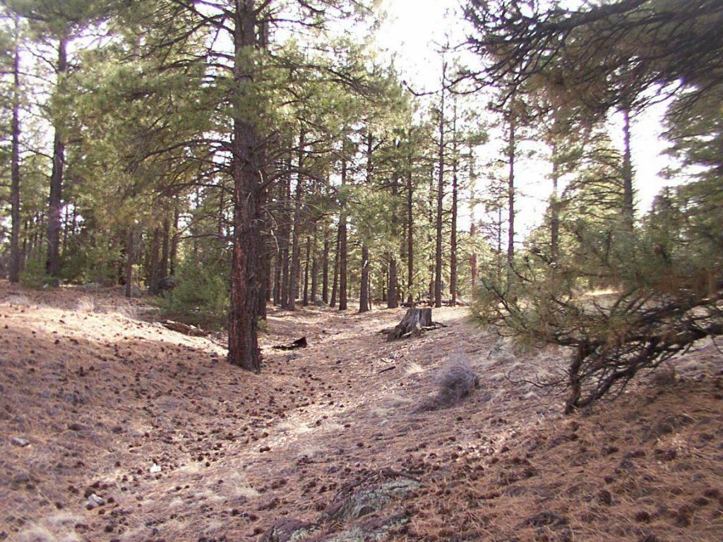 7825 Fawn Run Road  Flagstaff AZ 86004 photo