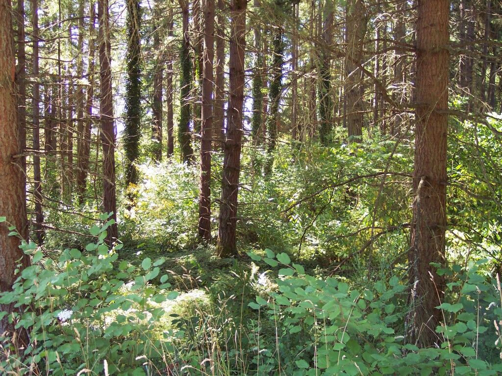 Property Photo:  12121 Hillcrest Dr SE  WA 98597 