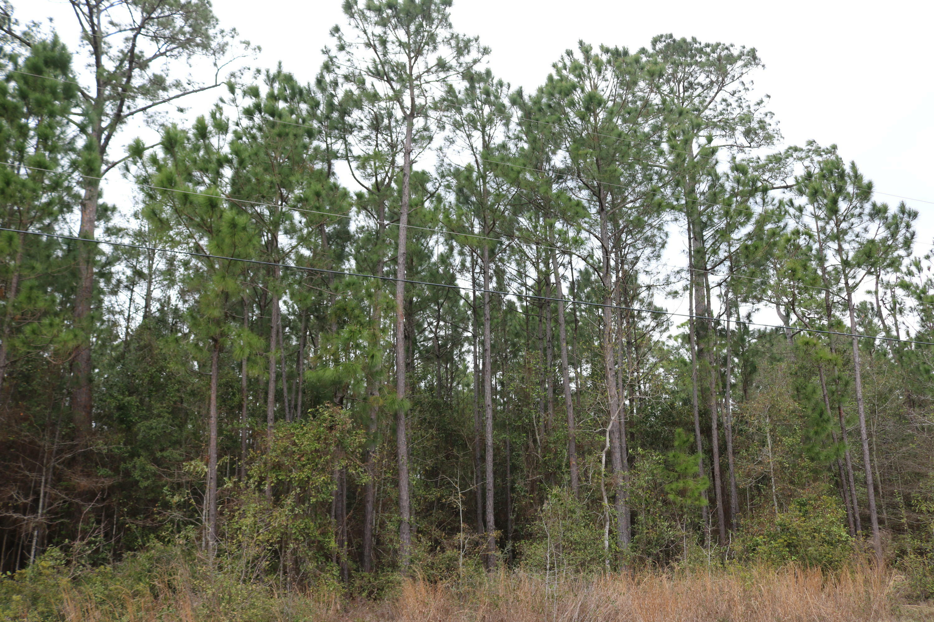 Property Photo:  Lot 11 Harbour Oaks Drive  FL 32583 