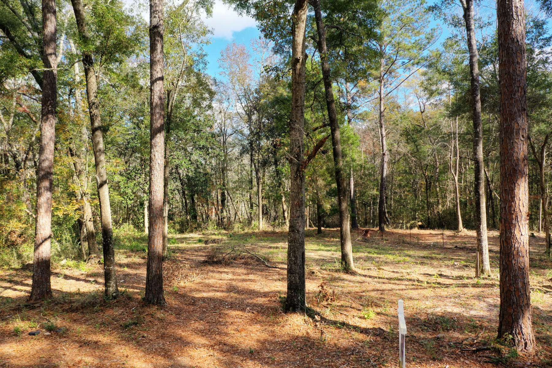 Property Photo:  173 Tubbs Lane  FL 32439 