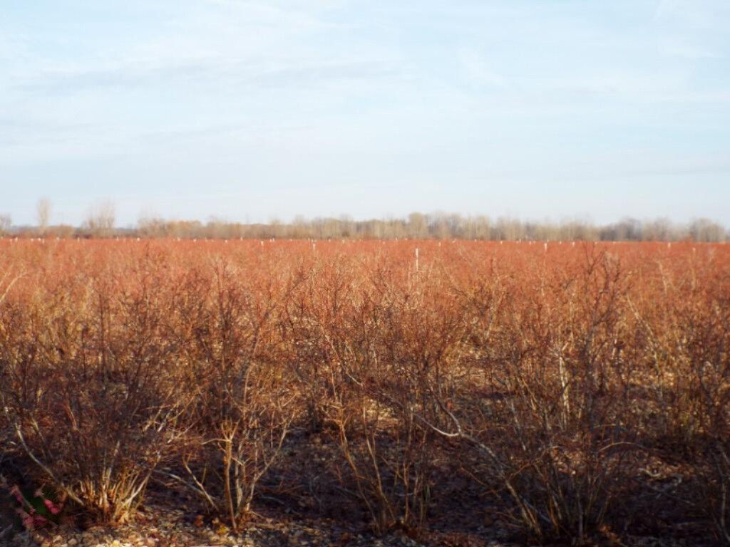 Property Photo:  2141 E Sternberg Road  MI 49415 