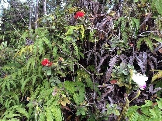 Property Photo:  11-3375-A Mokuna St  HI 96785 