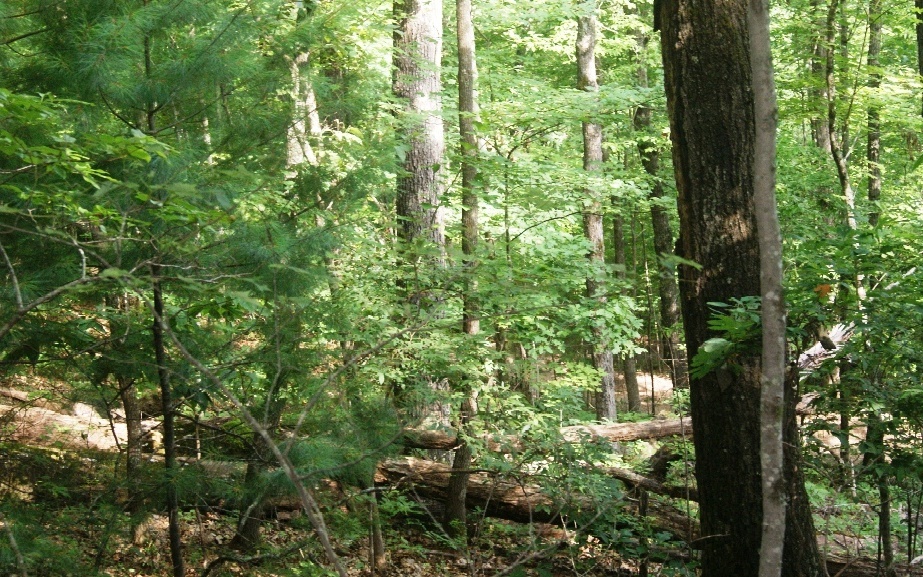 Property Photo:  0 Turkey Trot Road  GA 30560 