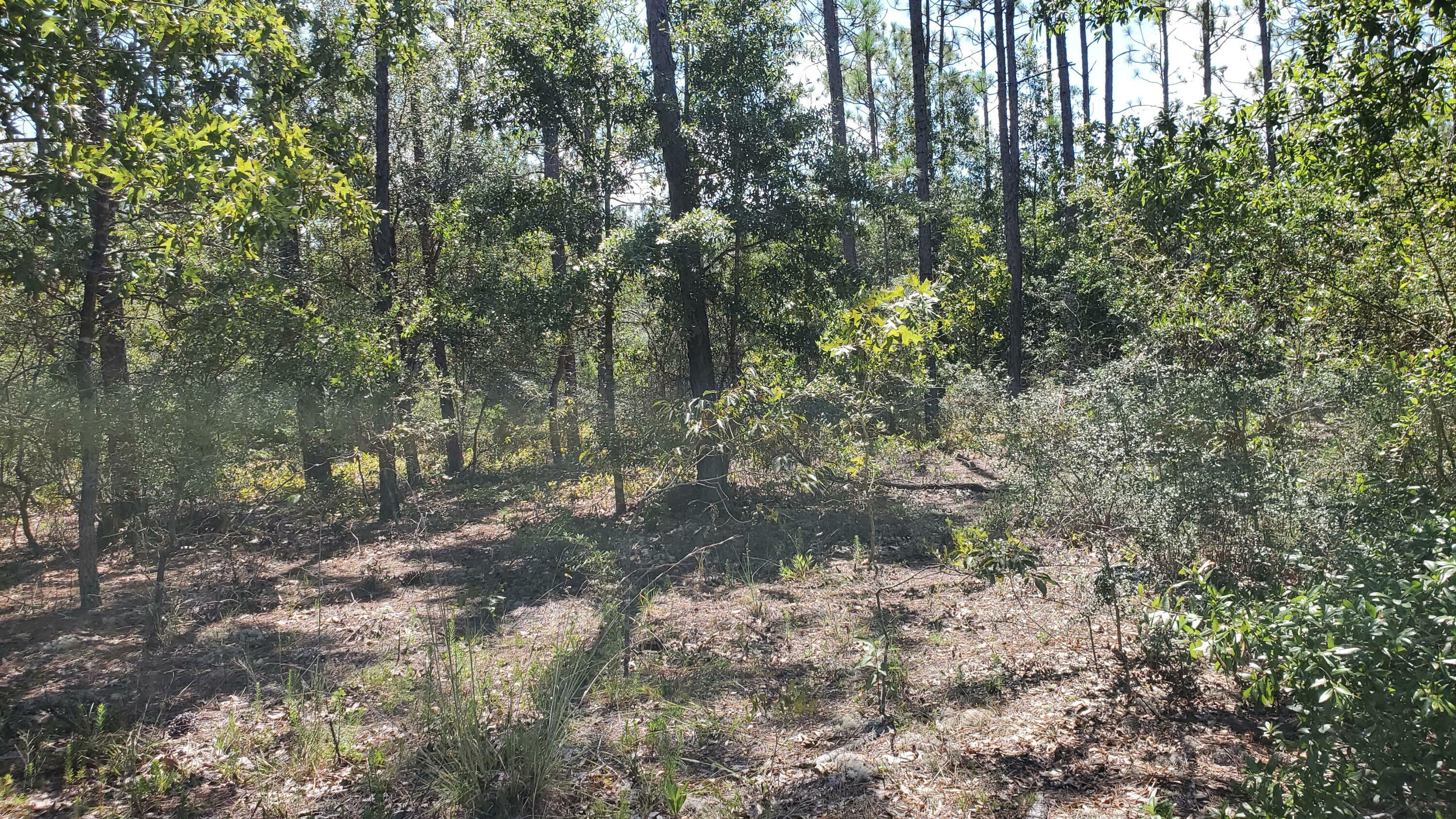 Property Photo:  2.1 Ac. Mt. Olive Rd.  FL 32539 