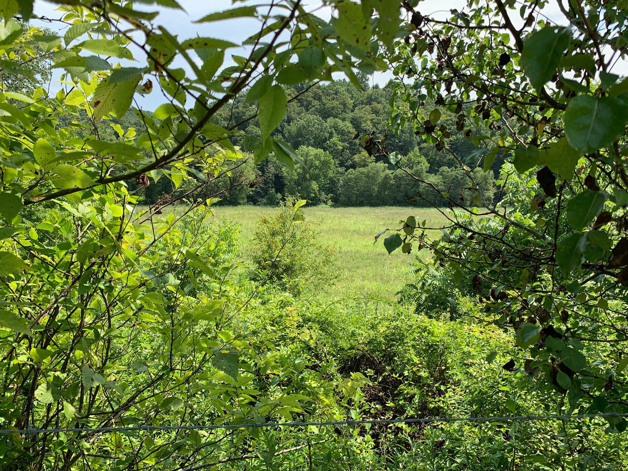 Property Photo: 1672 Left Fork Morgans Creek Road KY 41230