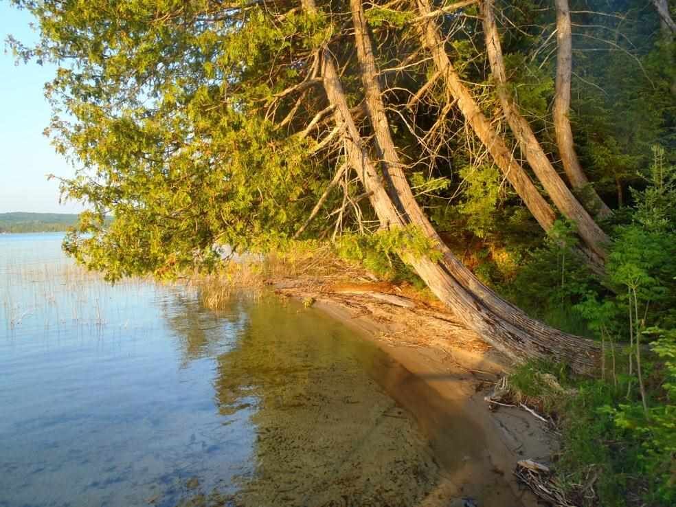 Property Photo: 10221 Township Park MI 49770