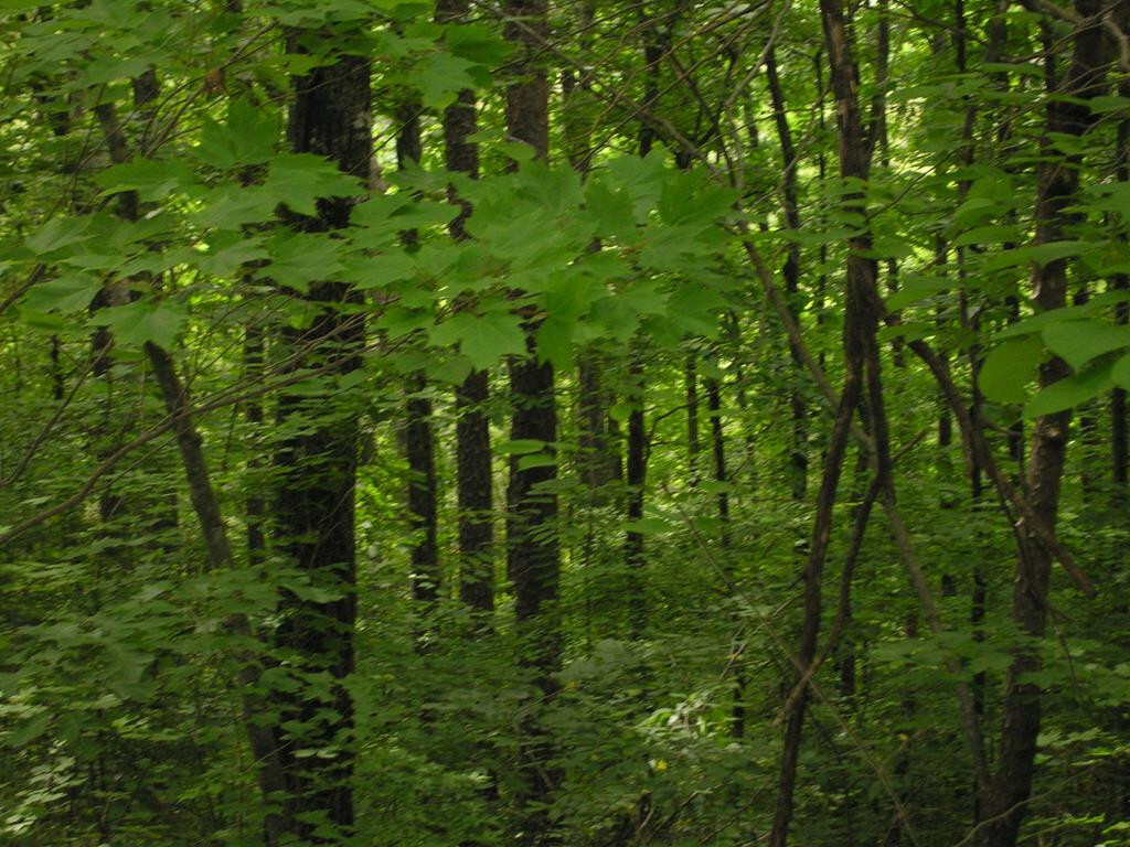 Property Photo:  00 Reliance Road  TN 37385 