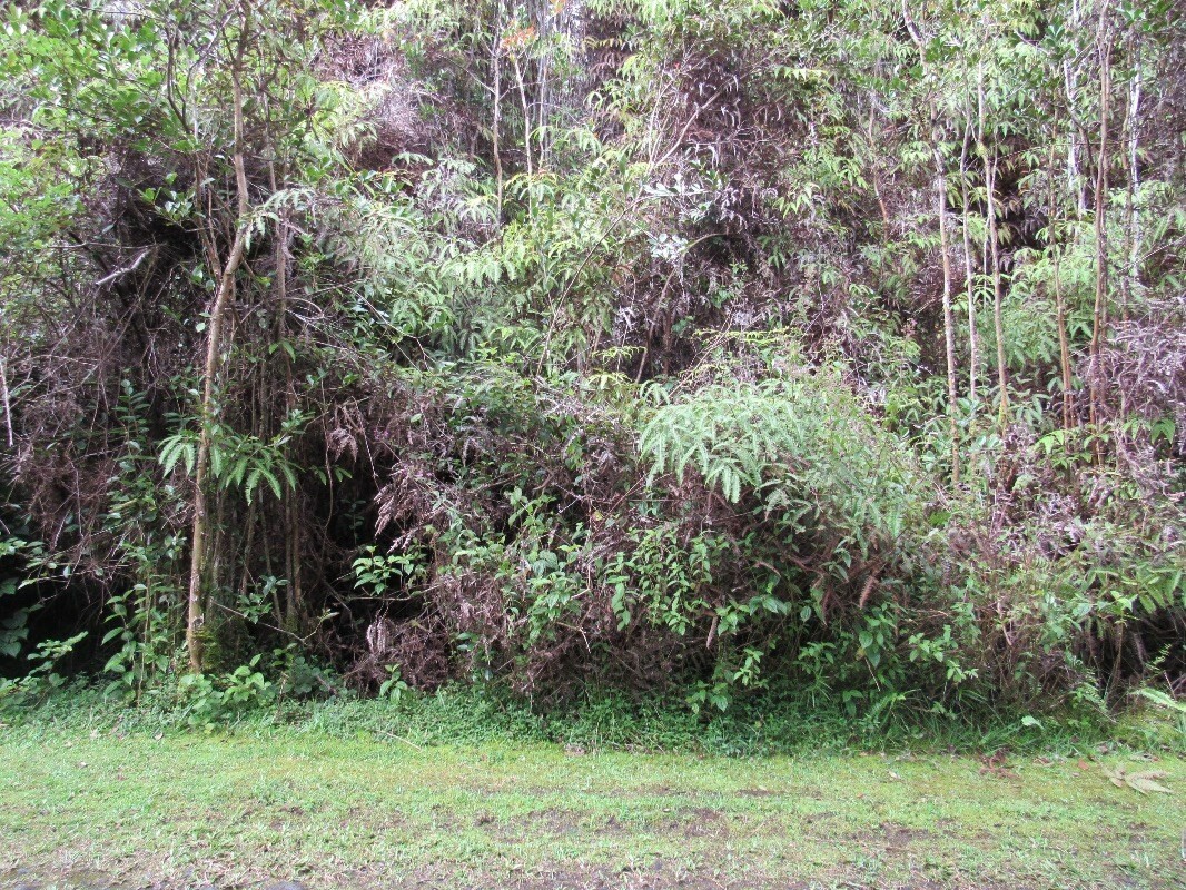 Property Photo: Mountain View Pl HI 96771