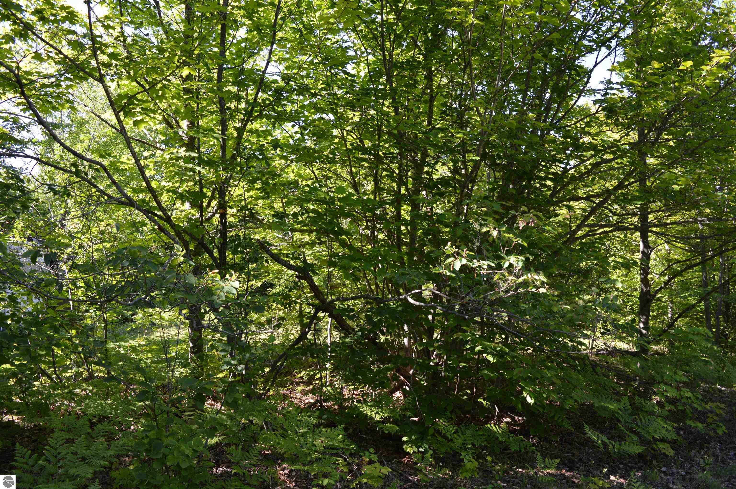 Property Photo:  Off Elder Road  MI 49659 