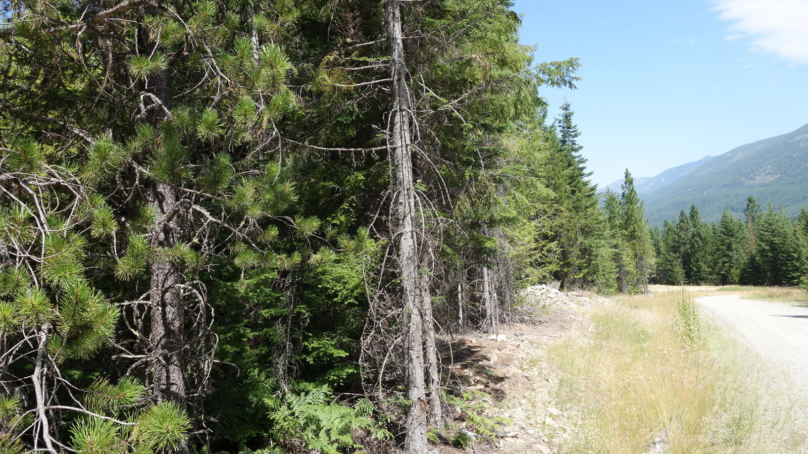 Property Photo: 000 Kyran Lane MT 59935