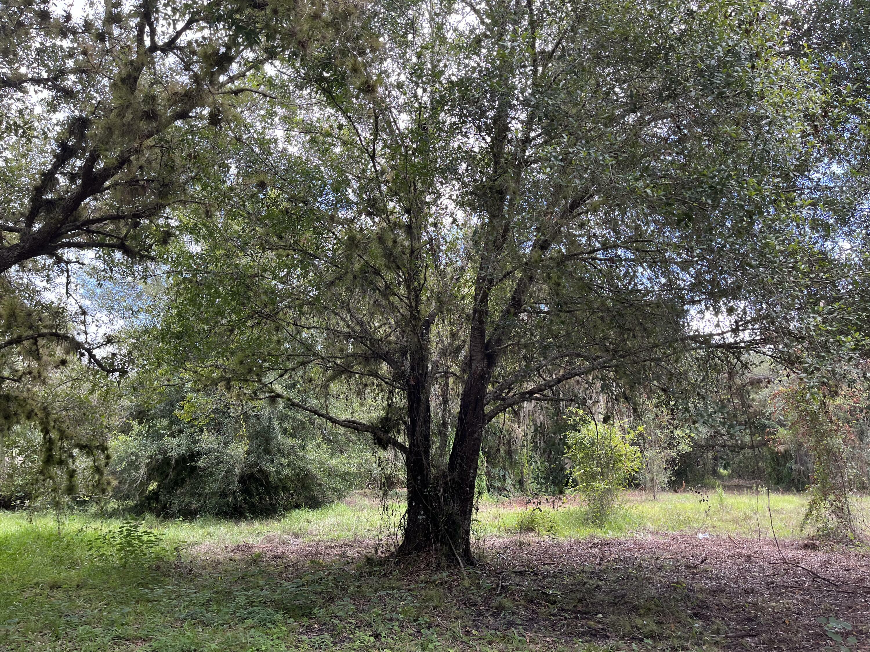 Tbd Ross Road  Labelle FL 33935 photo