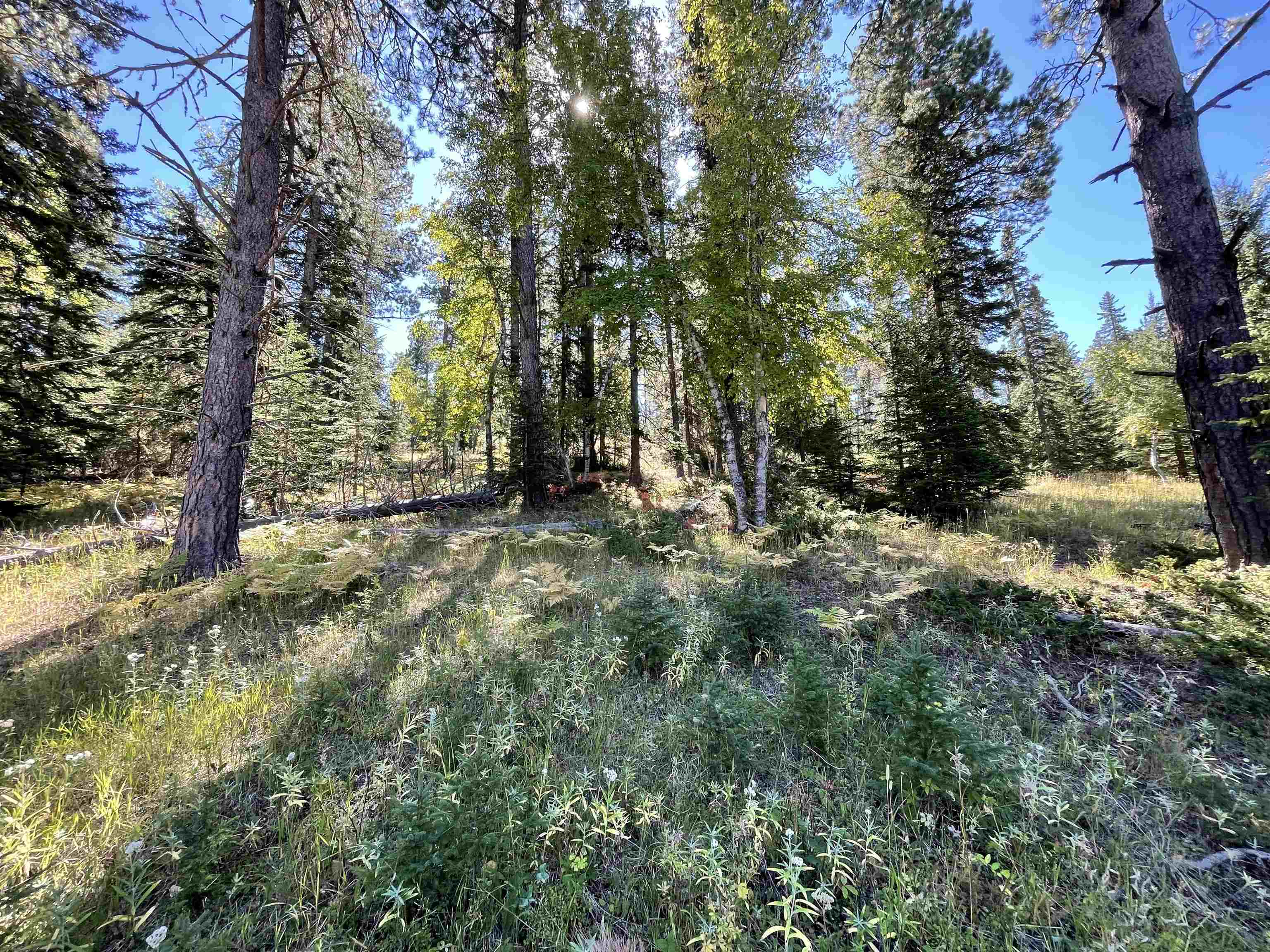 Property Photo:  Lot 41 Woodland Springs Road  SD 57754 