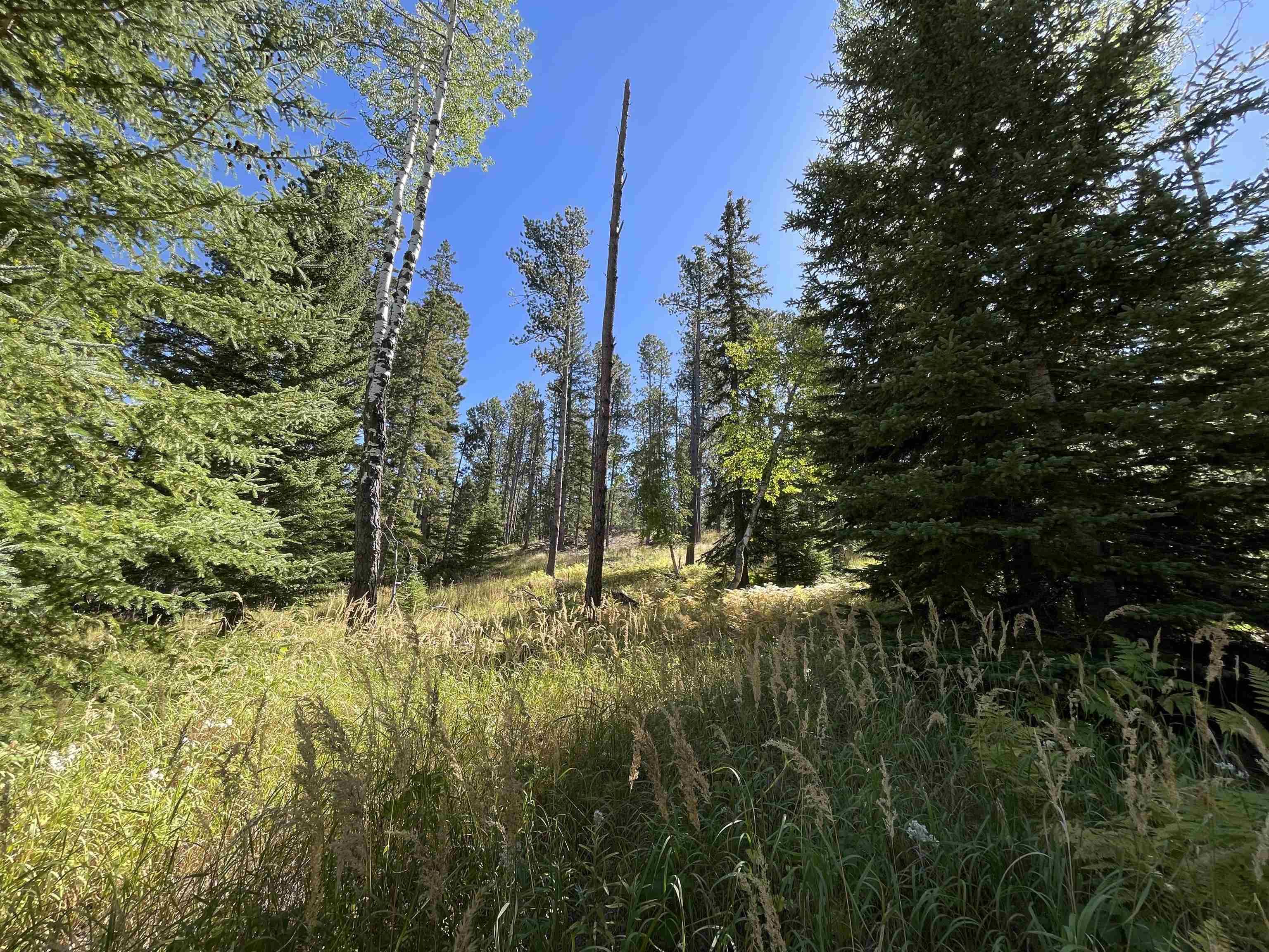 Lot 39 Woodland Springs Road  Lead SD 57754 photo