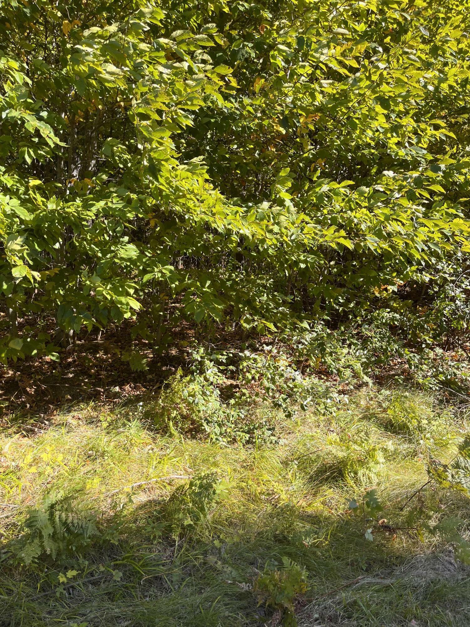 Property Photo:  Spring Velvet Court Lot 22  MI 49738 