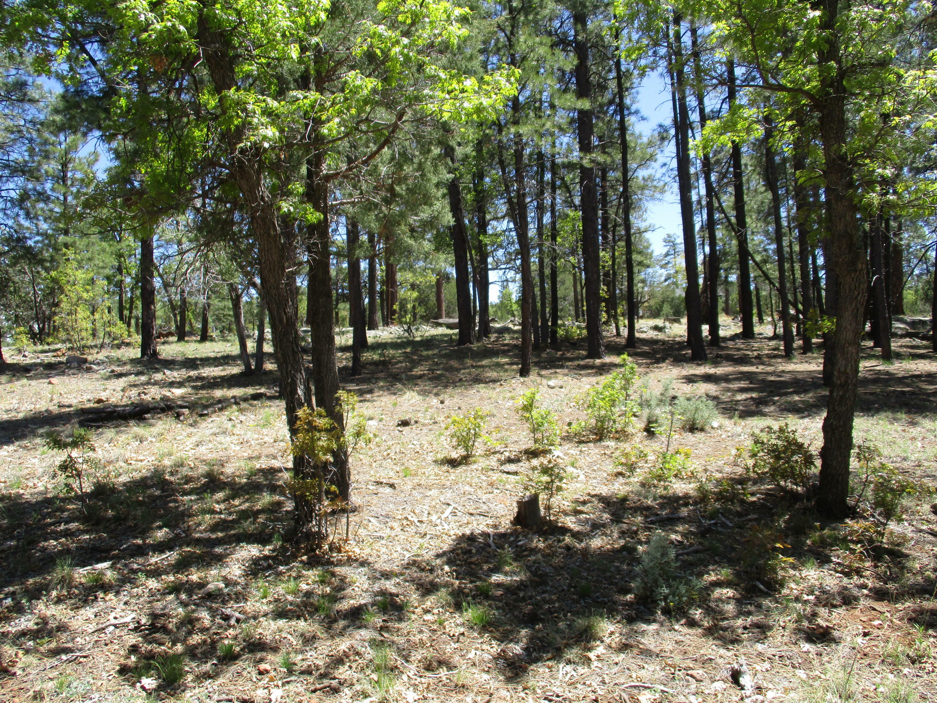 Property Photo:  1956 Sugar Pine Drive  AZ 86024 