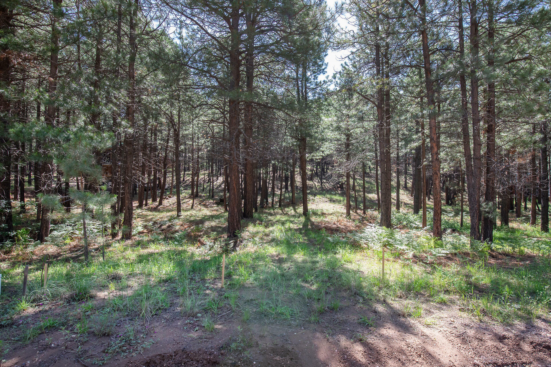 Property Photo:  589 Trout Springs Road  AZ 85931 