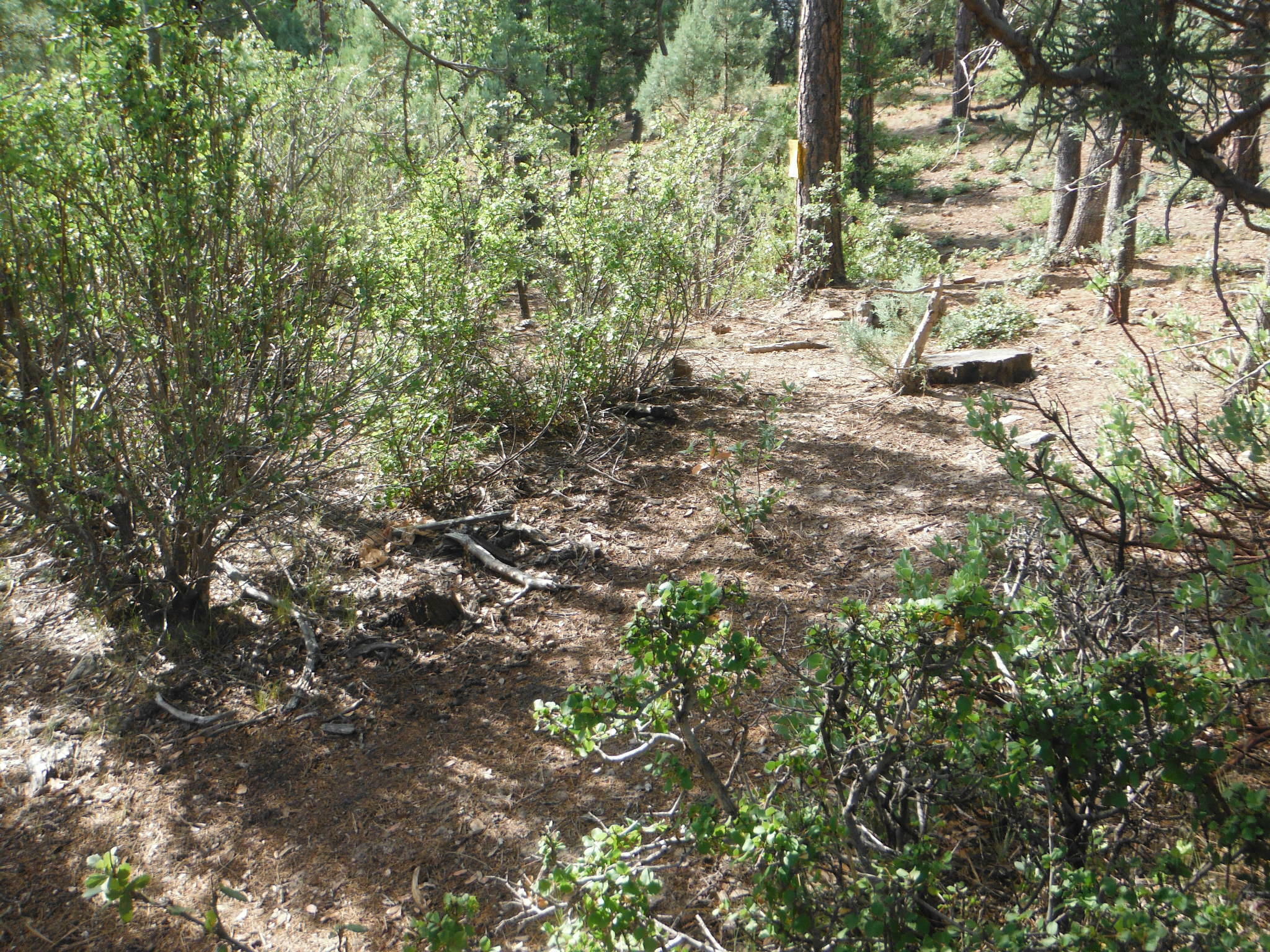 Property Photo:  Lot 45 Forest Trail  AZ 85544 