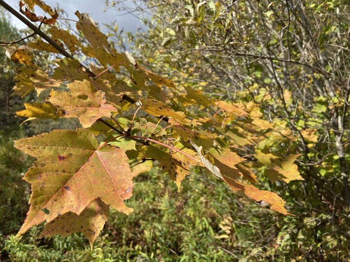Property Photo:  0 Lamoille Avenue  VT 05843 