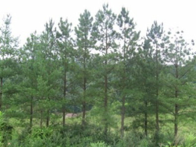 Property Photo:  1 Cedar Creek Phase 7  KY 41501 