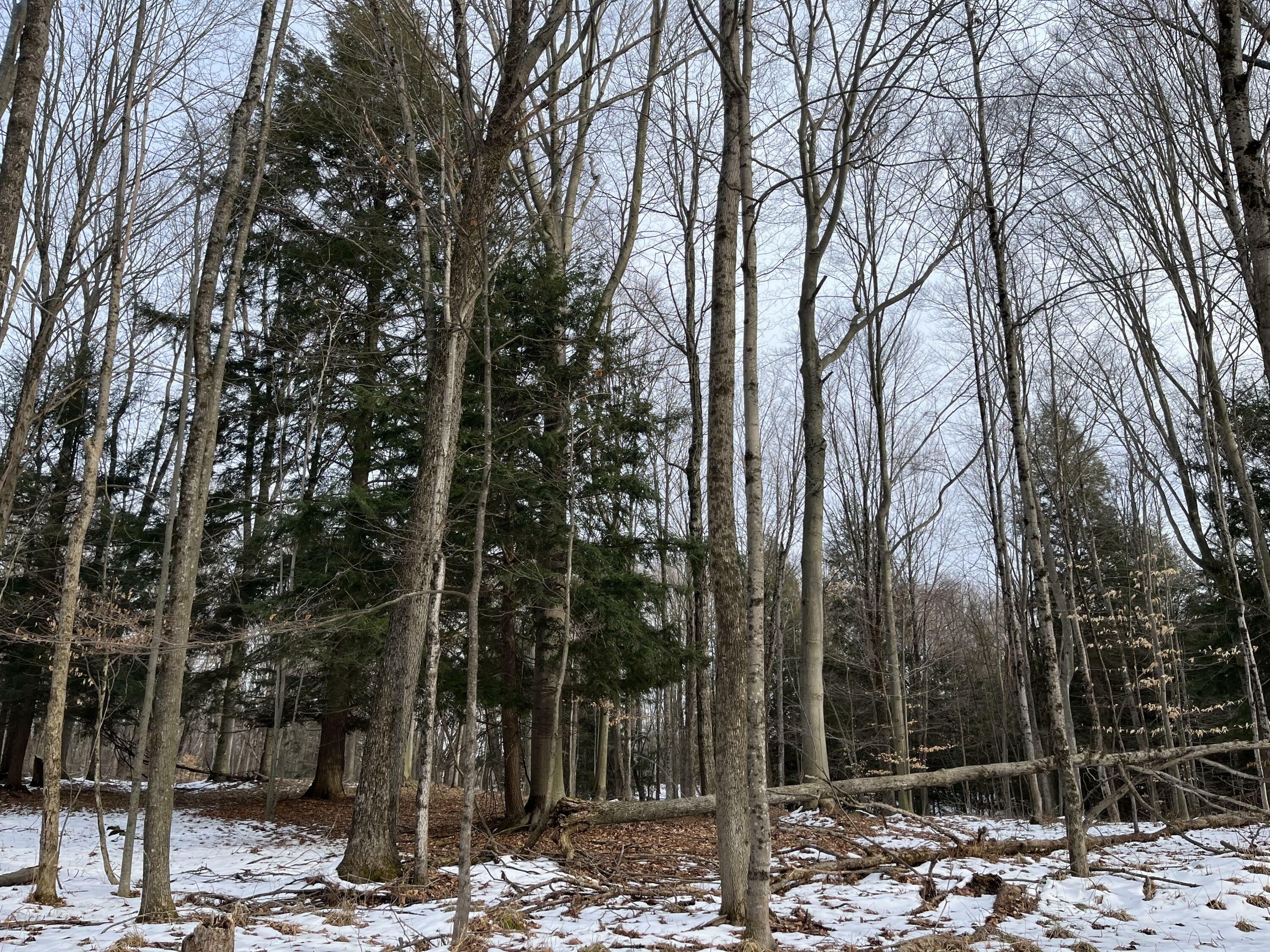 Property Photo:  V/L 5 Mile Road  MI 49349 