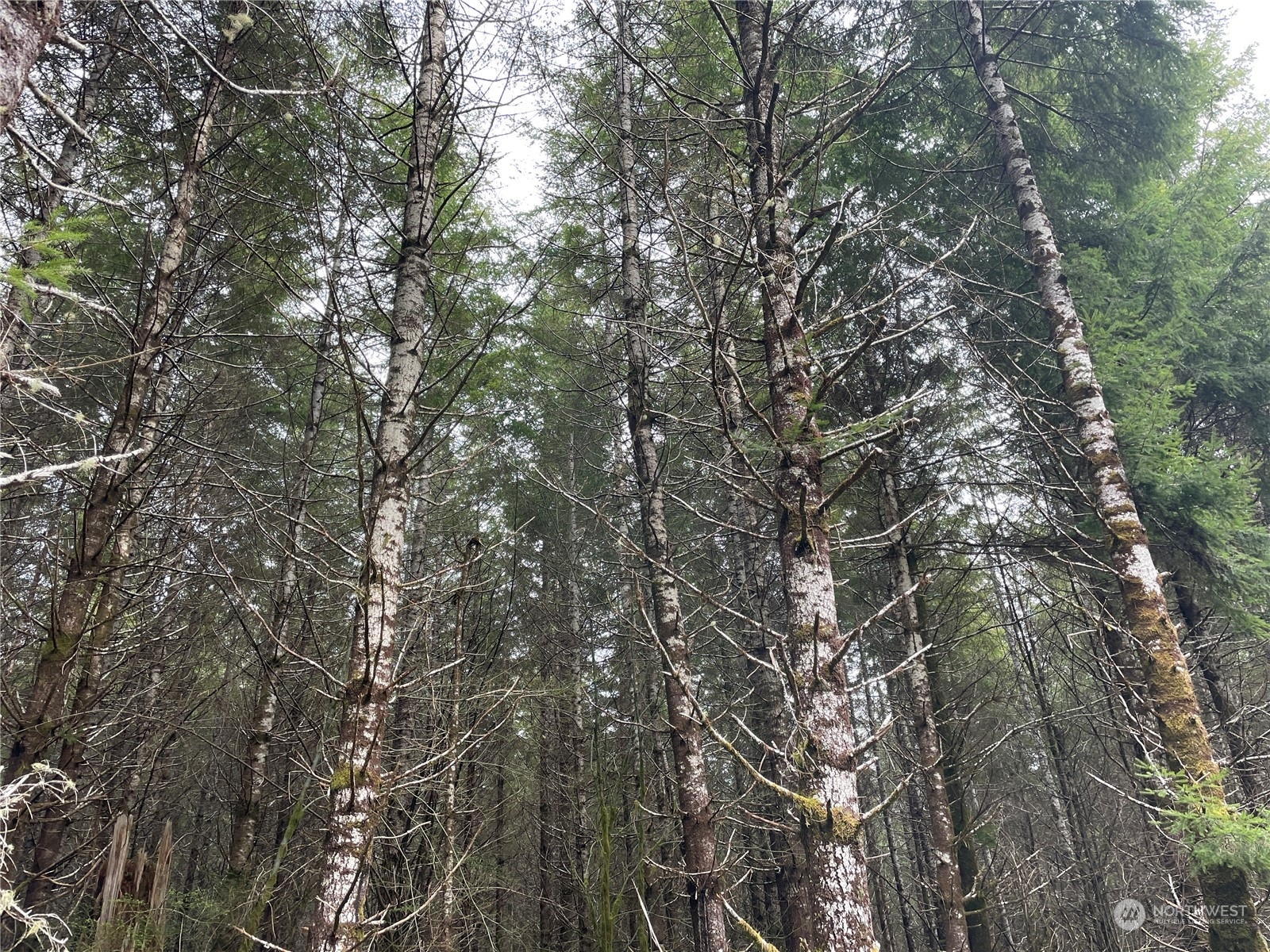 Property Photo: 0 South Fork Road WA 98577