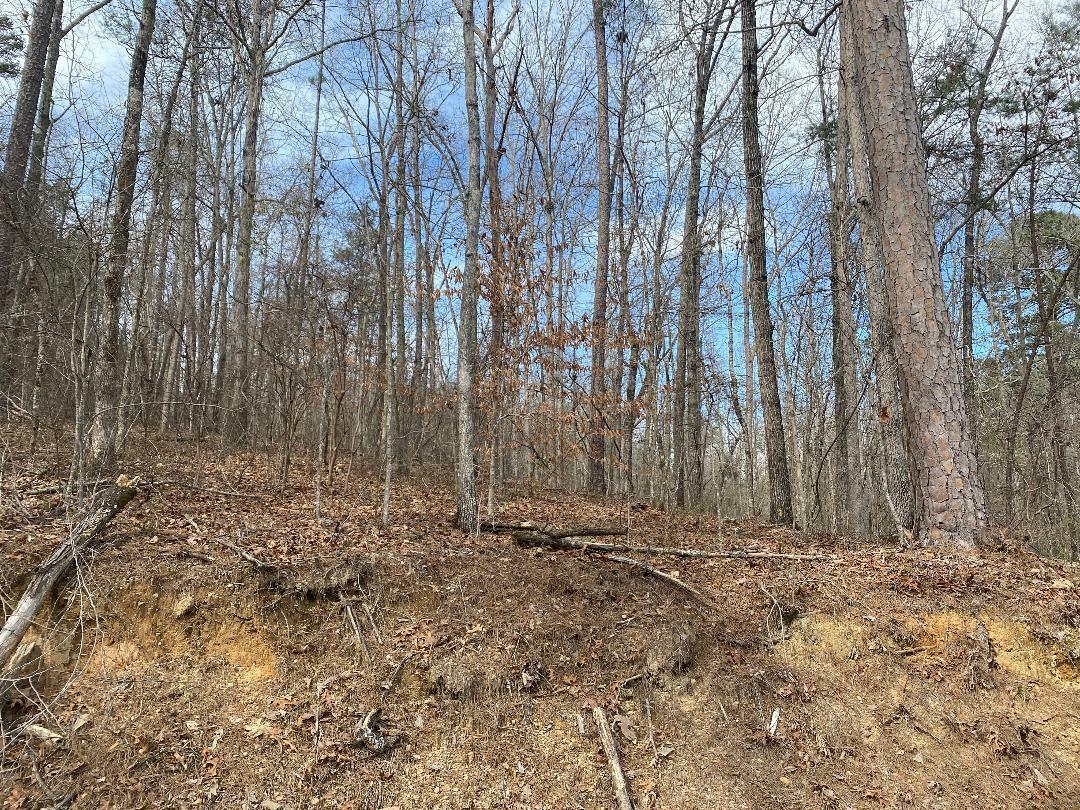 Property Photo:  Raccoon Branch Rd  AL 35504 