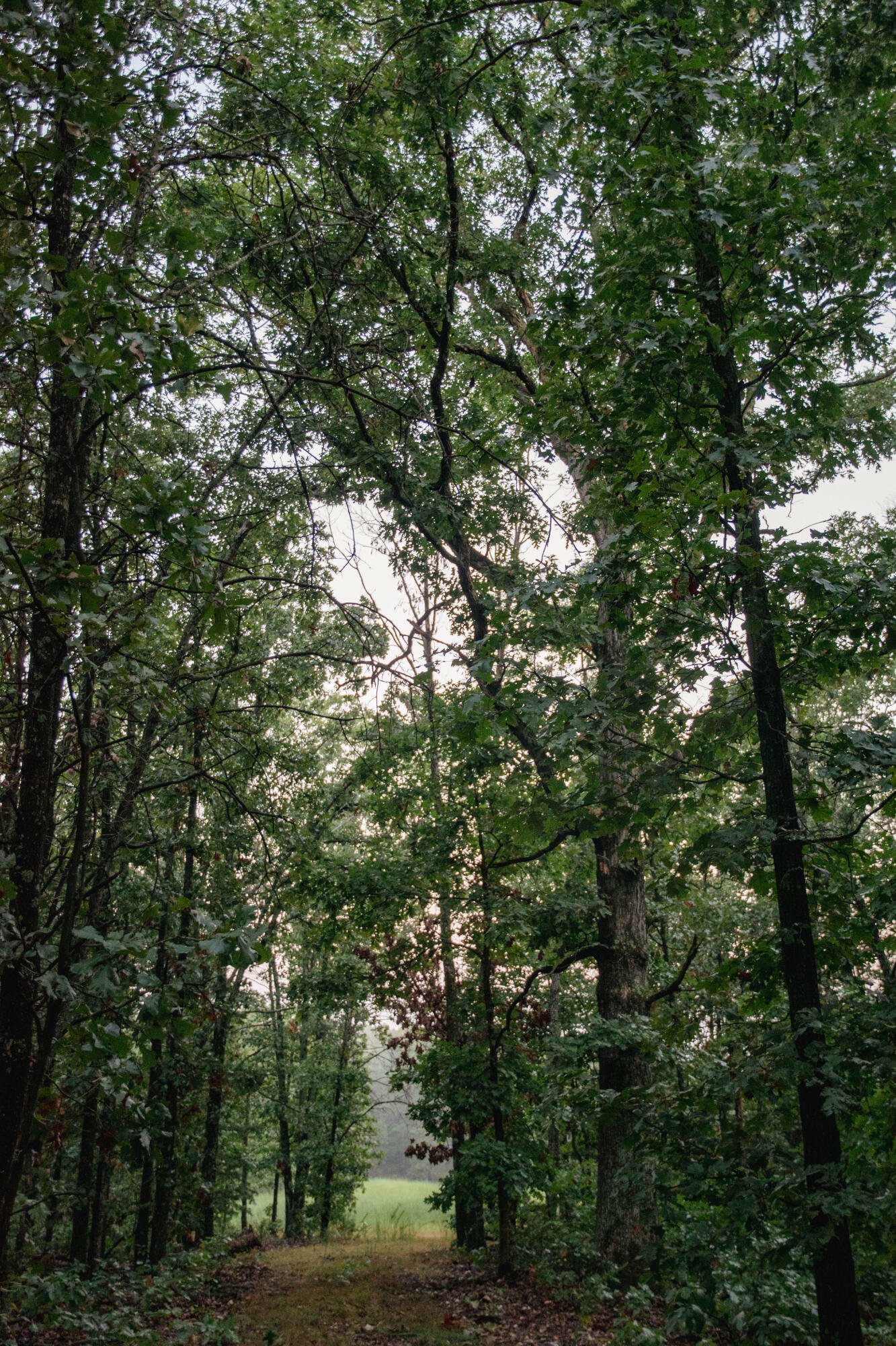 Property Photo: 233 Desha Drive MO 64856