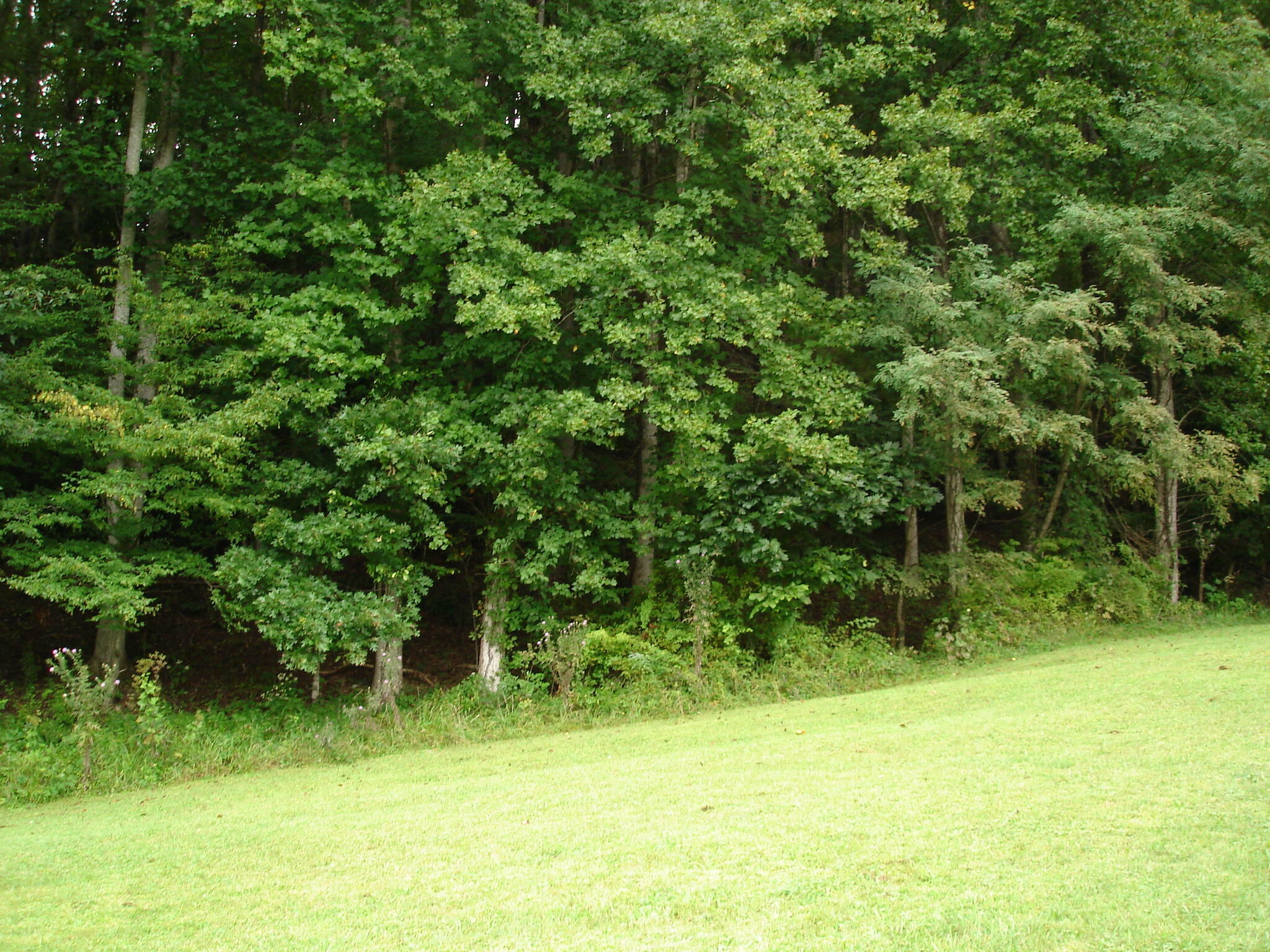 Property Photo:  117 Buckner Drive  TN 37687 