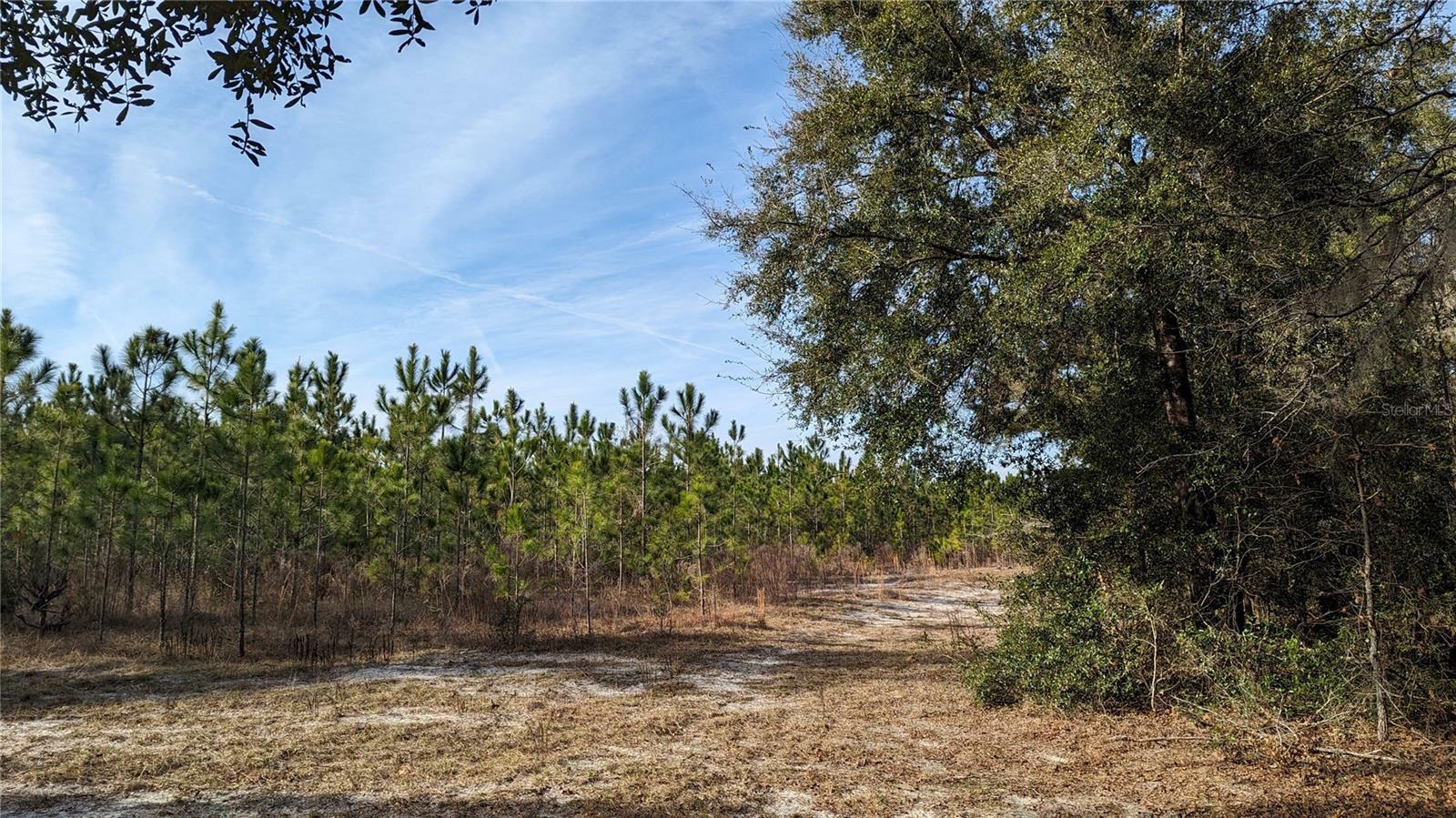 Property Photo:  64.7 Ac Off Dixie (NE 30th St) Highway  FL 32643 