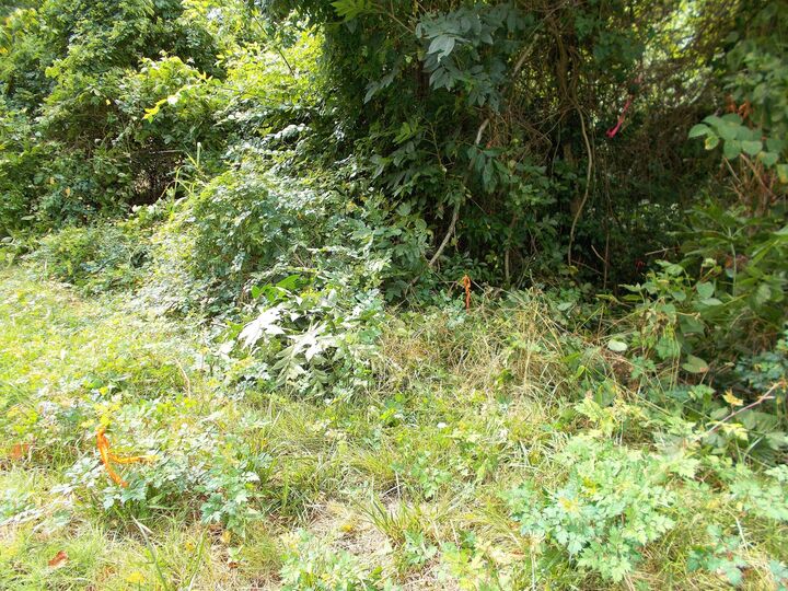 Property Photo: 0 W Walnut St TN 37055