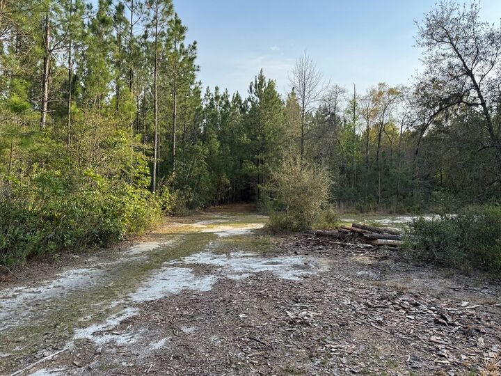 Property Photo:  36+/- Ac Henry Walcott Road  GA 31316