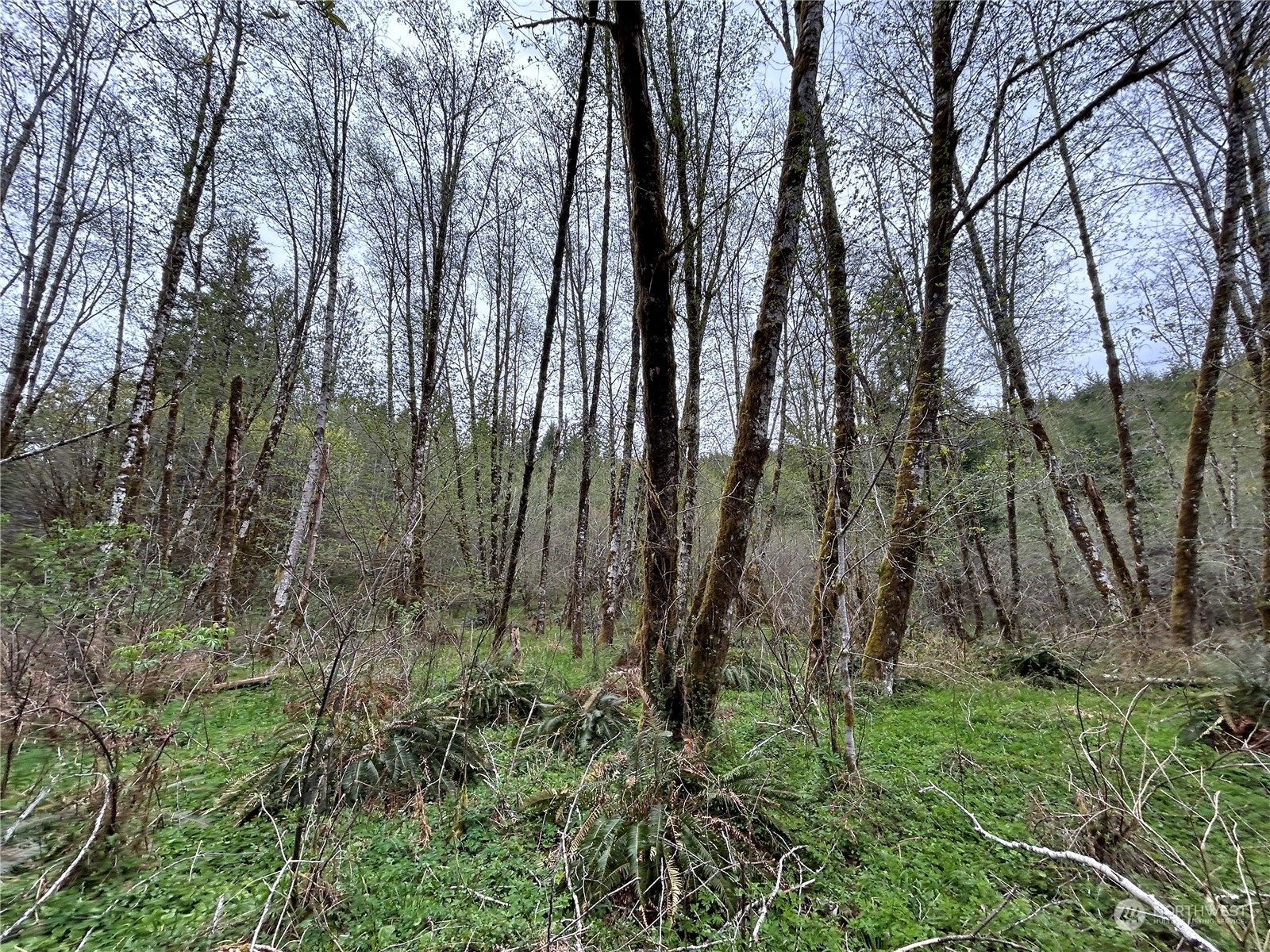 Property Photo:  0 Lot 3  Abernathy Creek Road  WA 98632 