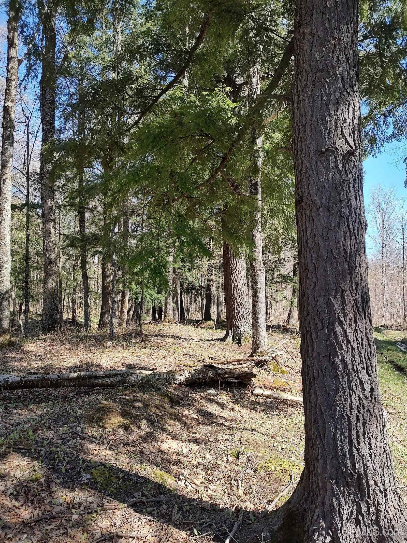 Property Photo: Tbd N Firesteel Road MI 49929