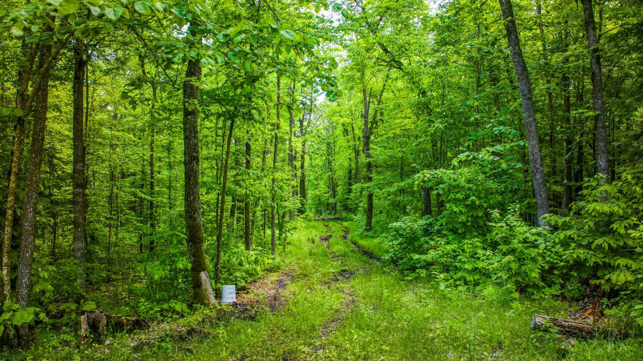 Property Photo:  Tbd Deervine Trail NE  MN 56683 