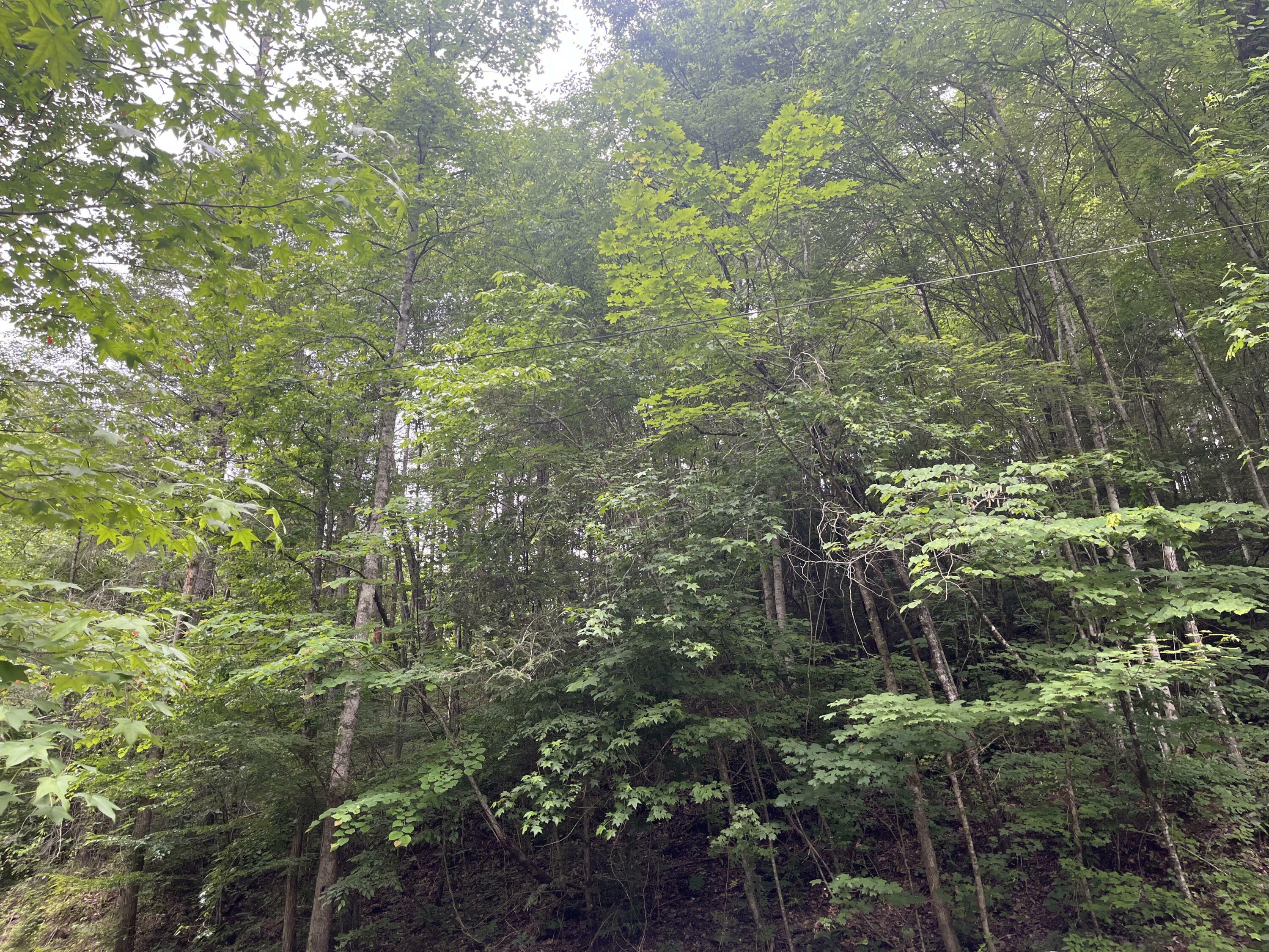 Property Photo:  Lot 20 N Clear Fork Road  TN 37876 