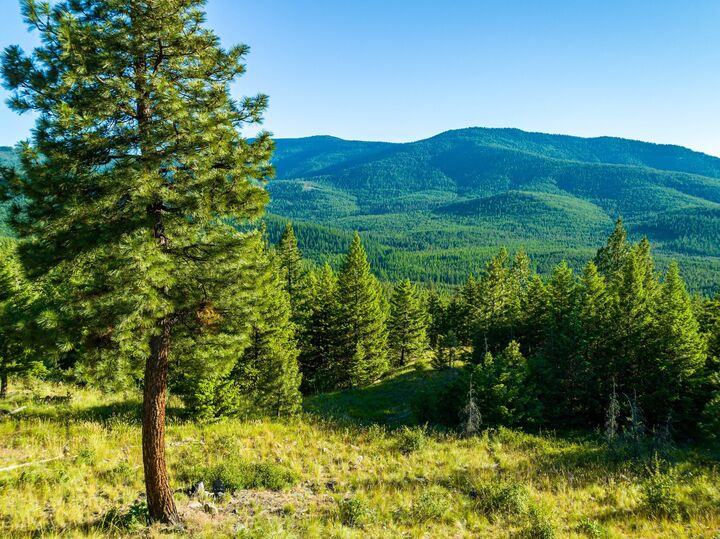 Property Photo: 467 Wolf Creek Road MT 59923