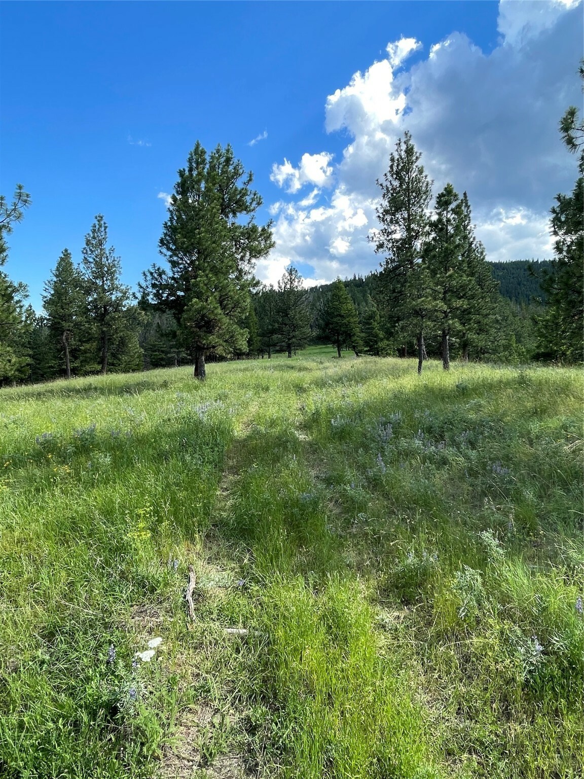 Property Photo: 2444 Morning Dun Road - Lot 3 Road MT 59804