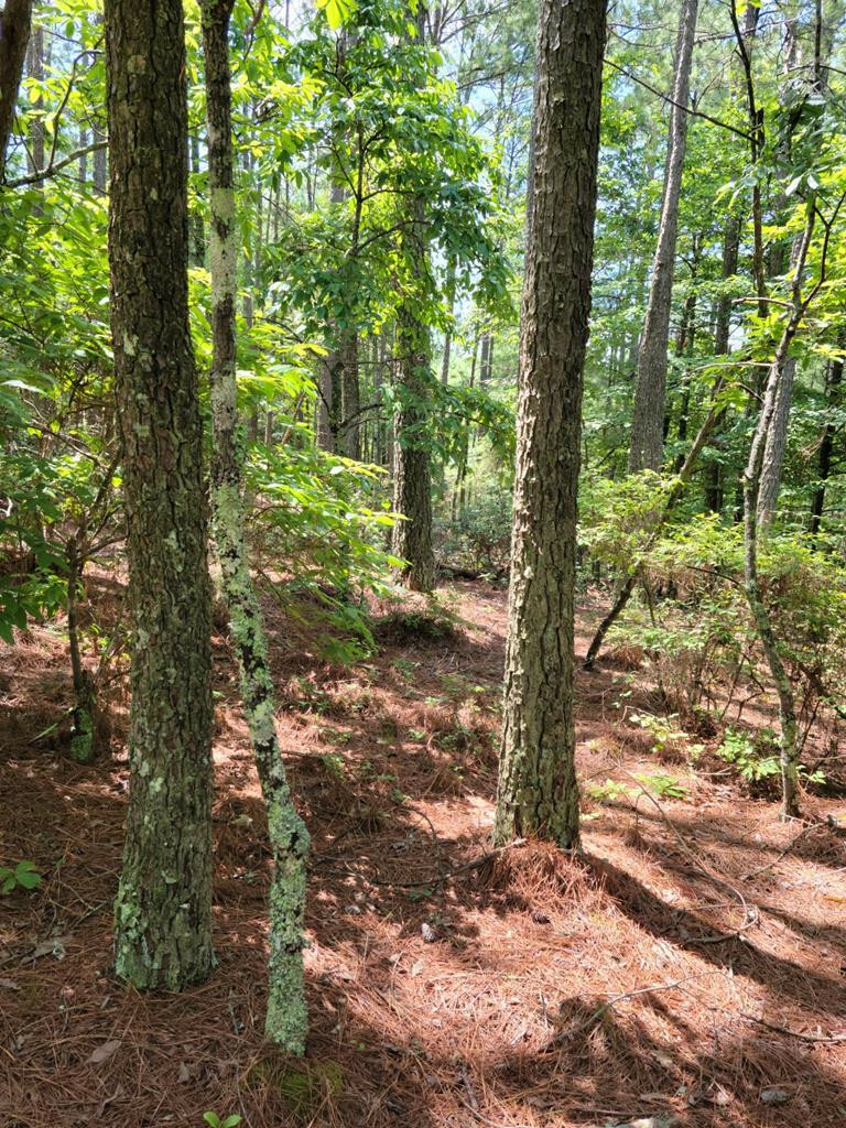 Property Photo:  Lot 28 Belaire Drive  TN 37317 