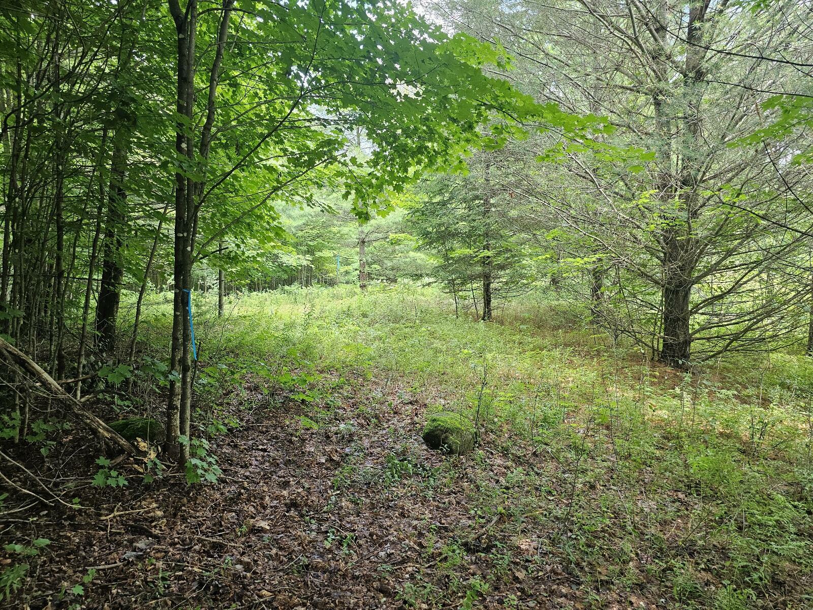 Property Photo:  9908 Sh 3  NY 12973 