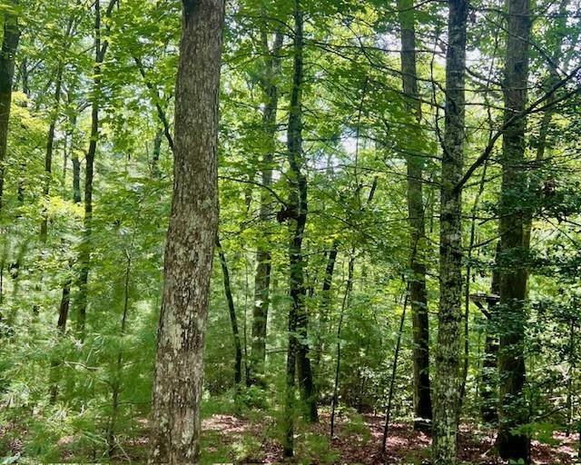 Property Photo: 0 Hillbilly Holler GA 30513