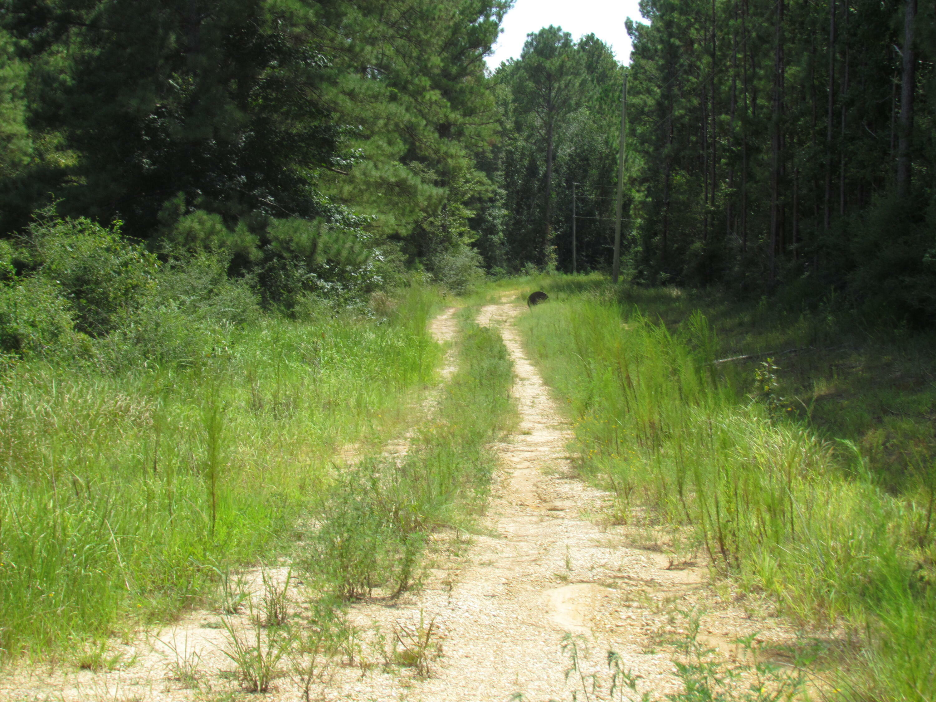 Property Photo:  000 Jimmy Reyer Rd.  MS 39470 