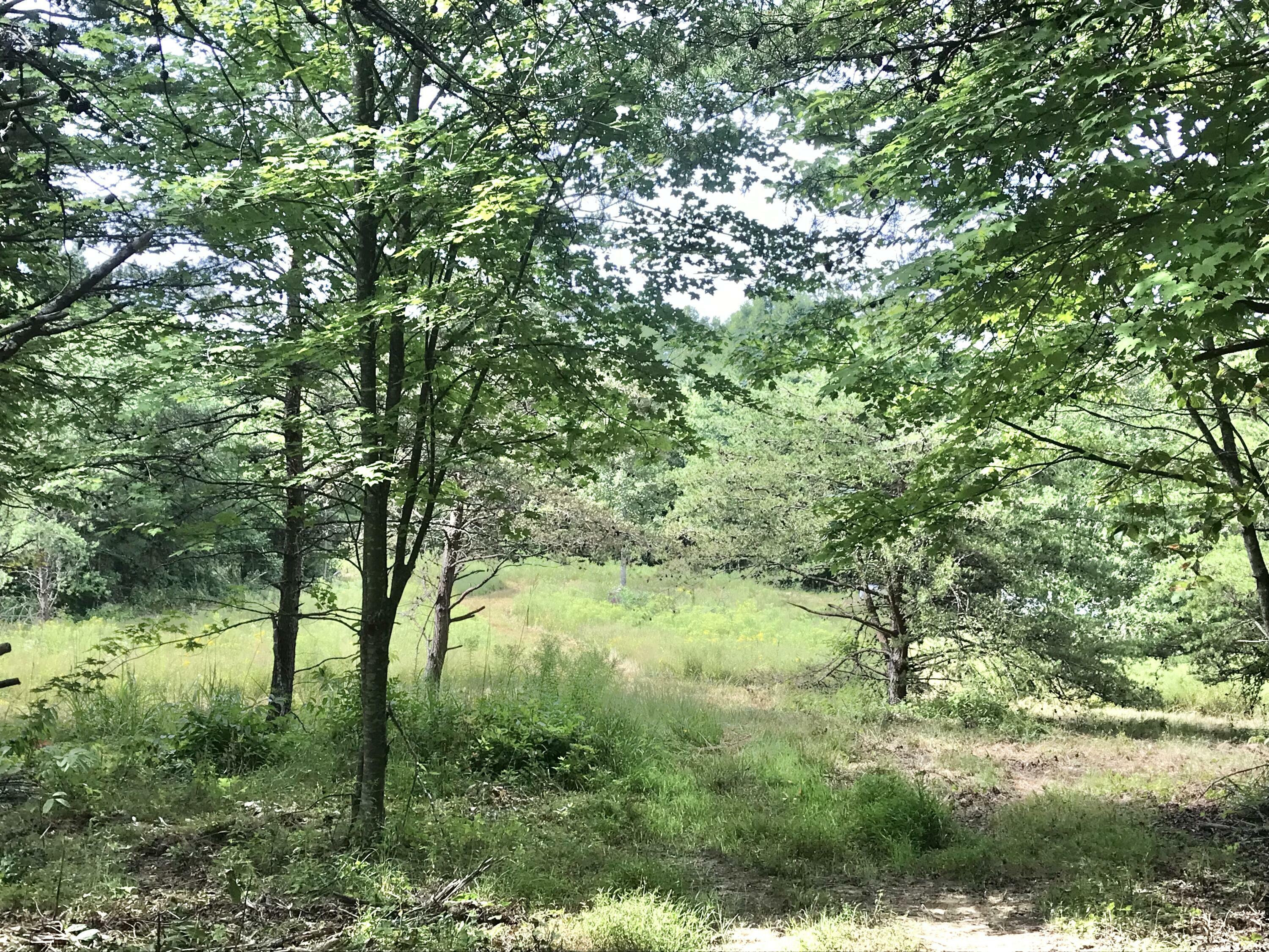 Property Photo:  147 Hanshaw Road Acres Land 147 Acres Land  KY 41164 