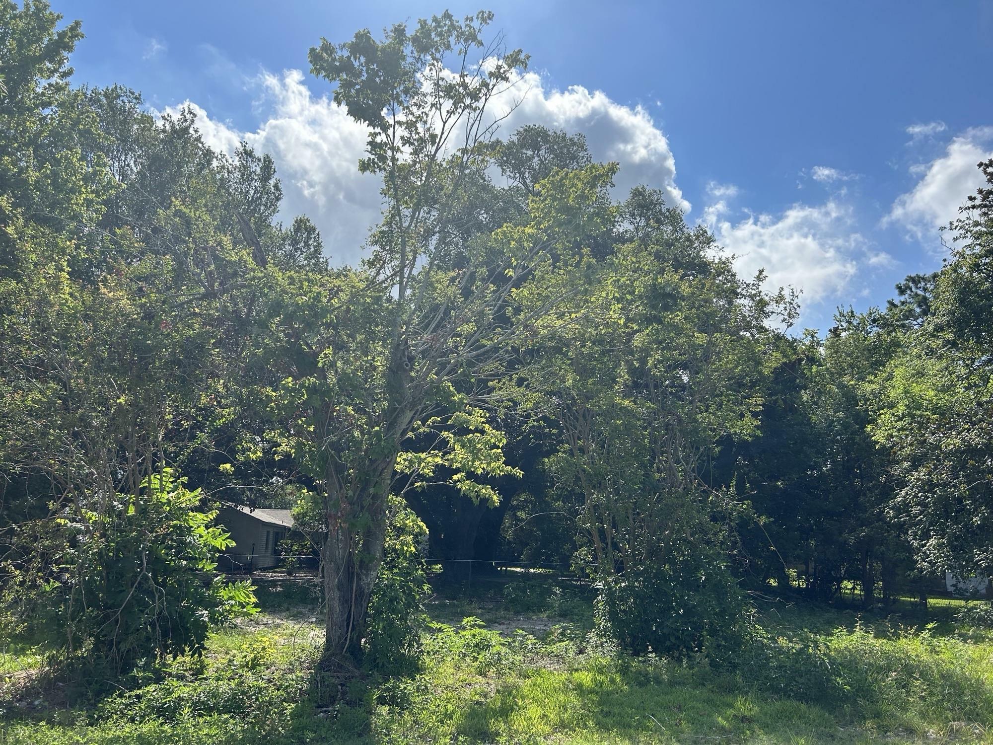 Property Photo:  709 Flint  TX 77630 