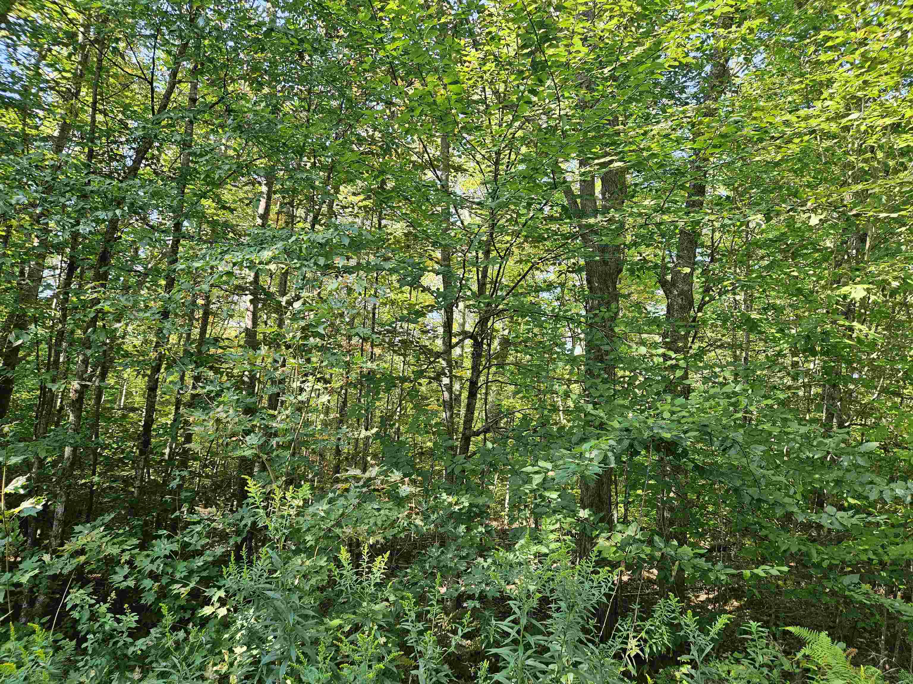 Property Photo:  Lot 21 Wallace Hill Road  NH 03580 