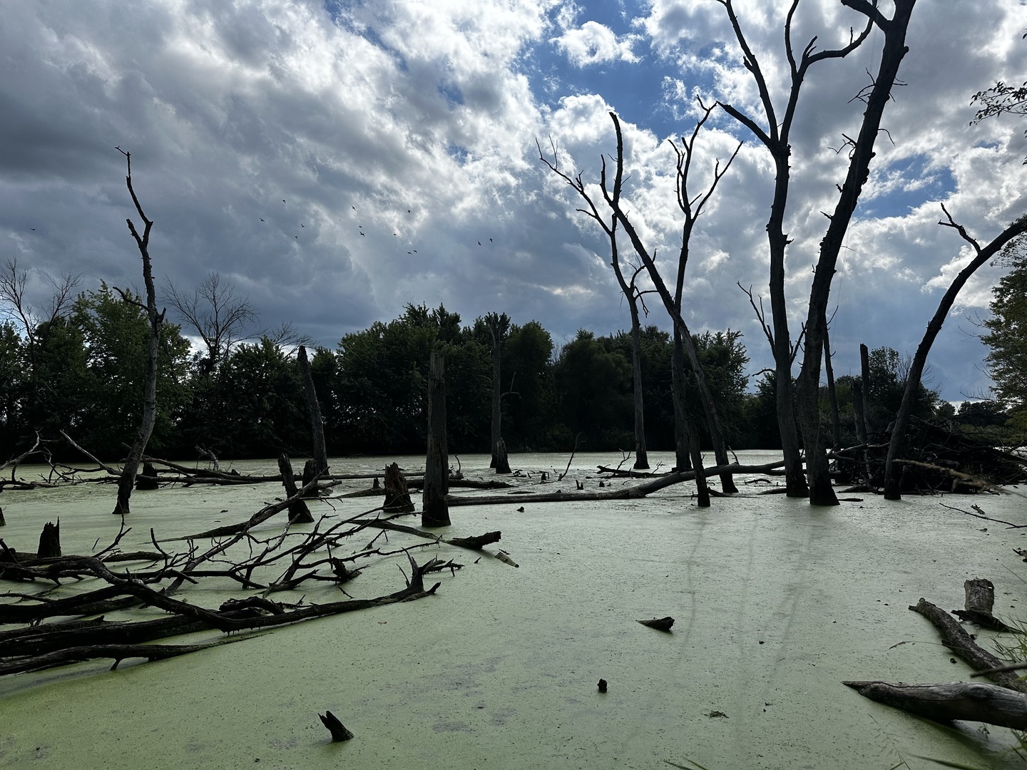 Property Photo:  3181 N 2400 East Road  IL 60964 