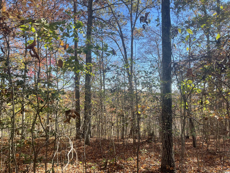 Property Photo:  Lot 44 Briarwood  KY 42642 