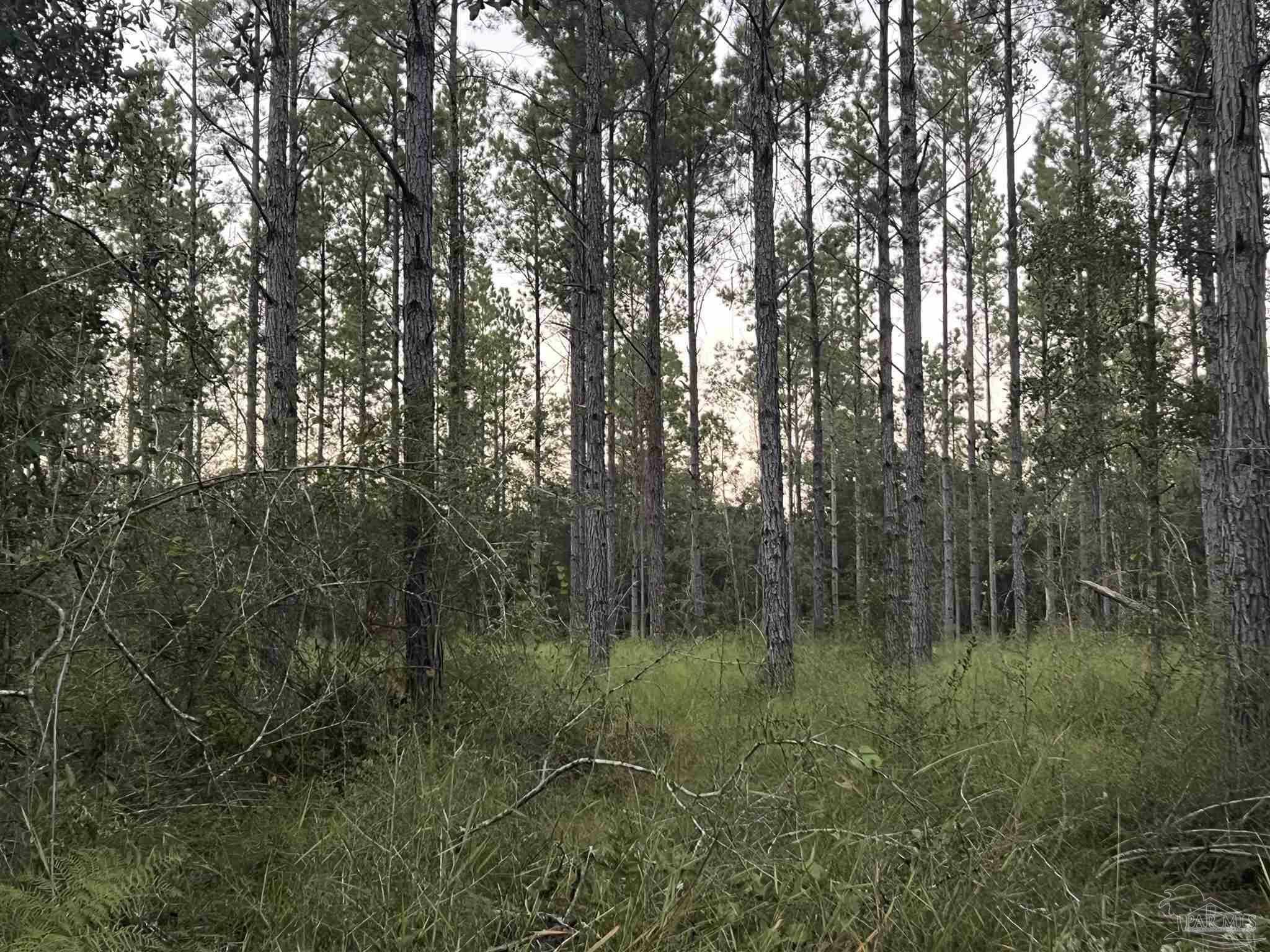 Lot 1 Wallace Lake Rd  Pace FL 32571 photo