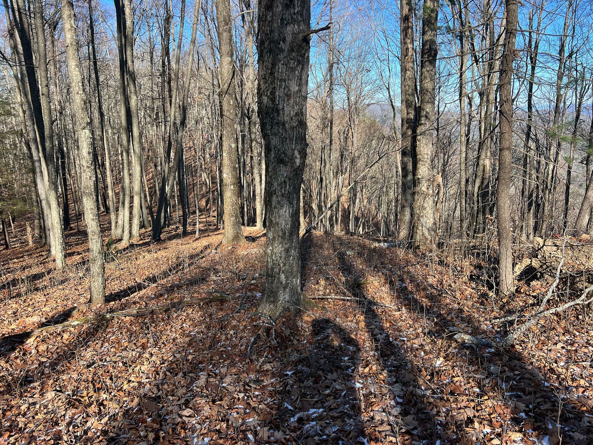 Property Photo:  Lot 20 Bear Trak  WV 24941 