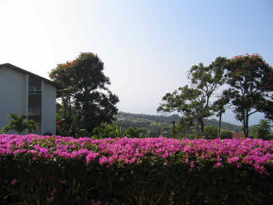 Property Photo:  79-7199 Mamalahoa Hwy 142  HI 96725 